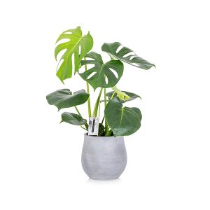 qui dolo rem ipsum quia dolor sit amet totam rem